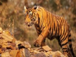 Tigers in gujarat