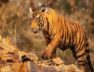 Tigers in gujarat