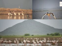 The Chhari-Dhandh Bird Sanctuary