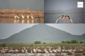 The Chhari-Dhandh Bird Sanctuary