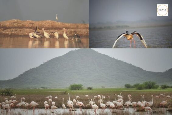The Chhari-Dhandh Bird Sanctuary