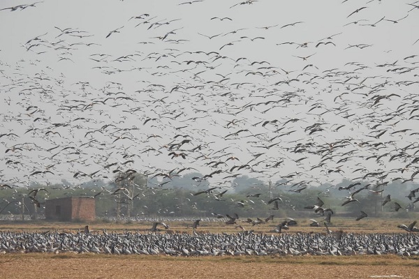 ગુજરાતમાં અનેક સ્થળોએ લાખોની સંખ્યામાં યાયાવર પક્ષીઓ મહેમાન બન્યાં
