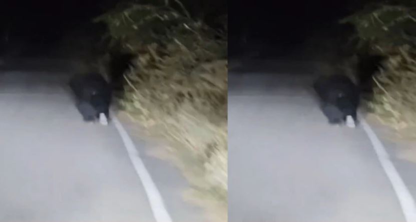 દાંતીવાડા: રીંછની પજવણી કરનારા બે શખ્સો ઝડપાયાં