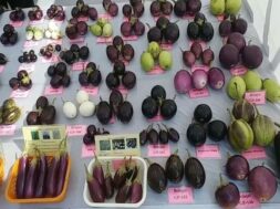 junagadh krushi university, research on 130 types Ringan