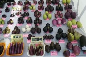 junagadh krushi university, research on 130 types Ringan