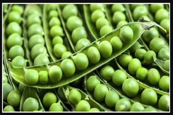 શિયાળામાં સુપરફૂડ છે લીલા વટાણા: સ્વાદની સાથે સ્વાસ્થ્યનો ખજાનો