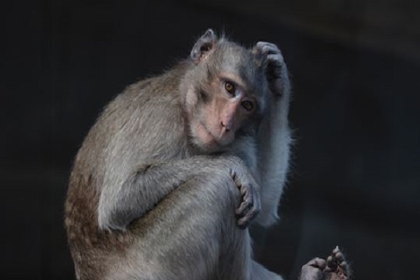 લો બોલો ચીનમાં વાંદરાની માંગ વધી, કિંમત 25 લાખ સુધી પહોંચી