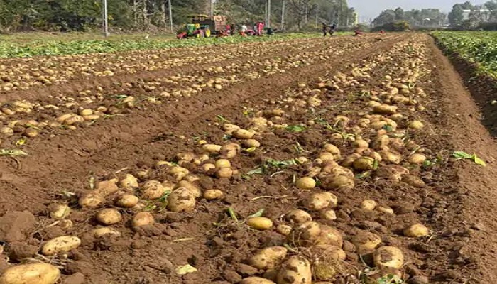 બટાકાના ભાવમાં ઘટાડો થતાં ખેડૂતોએ સરકાર પાસે સબસિડીની કરી માગ