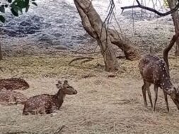 praduman park zoo, Rajkot