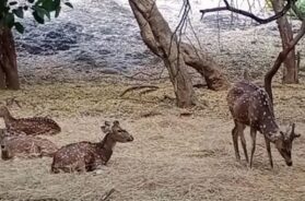 praduman park zoo, Rajkot