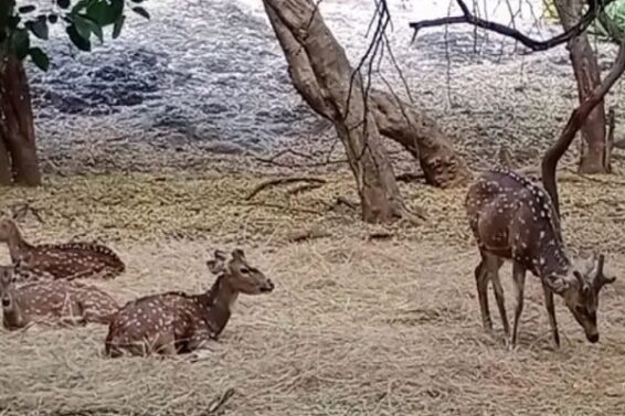 praduman park zoo, Rajkot