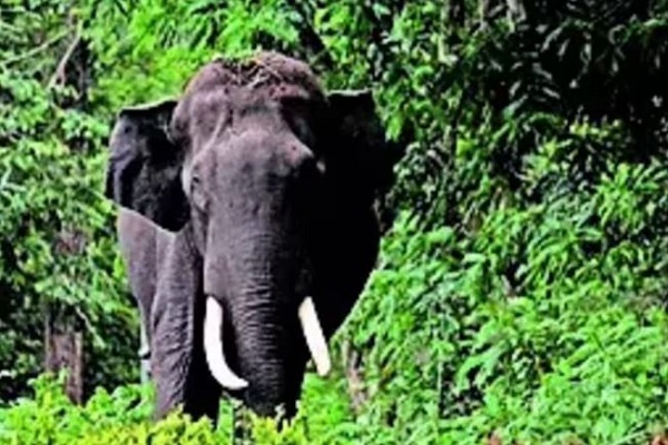 ઝારખંડના મઝગાંવમાં હિંસક હાથીએ અત્યાર સુધીમાં 20 લોકોના જીવ લીધા