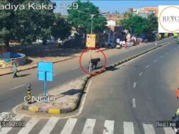 solution to solve the problem of stray cows