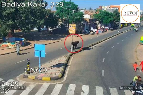 રખડતી ગાયોનો પ્રશ્ન ઉકેલવા અમદાવાદ મહાપાલિકાએ શોધી કાઢ્યો સ્માર્ટ ઉપાયઃ જાણો શું છે?