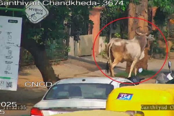 solution to solve the problem of stray cows