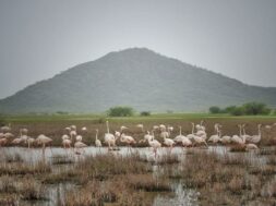 Brid, kutch, ramasar