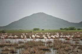 Brid, kutch, ramasar