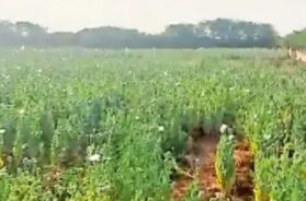 Kutch, Opium cultivation-1