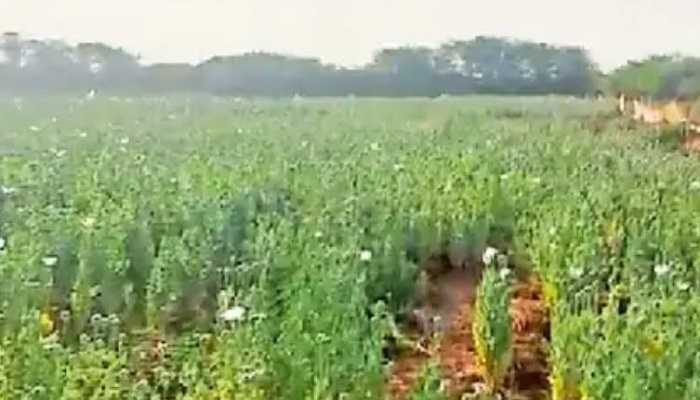 કચ્છના ભીમાસર ગામની સીમમાં બે એકરમાં પોષના ડોડા અને અફિણનું વાવેતર પકડાયું