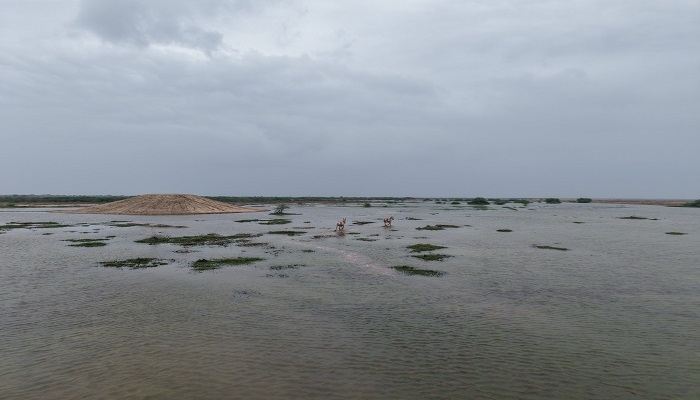 કચ્છના નાના રણમાં વરસાદી પાણીના સંગ્રહથી વન્યજીવોના આવાસની થશે કાયાકલ્પ