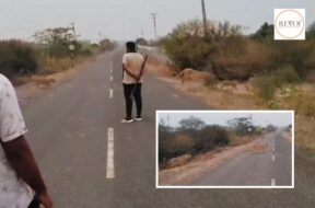 11 lions, lionesses and lion cubs