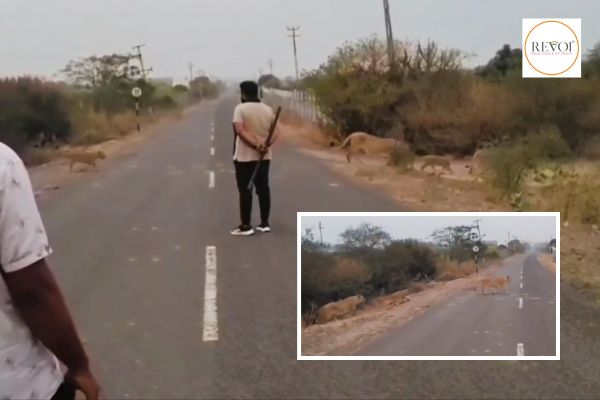 જુઓ VIDEO: ધારી-અમરેલી માર્ગ ઉપર 11 સિંહ-સિંહણ અને સિંહબાળ આરામથી પસાર થયા