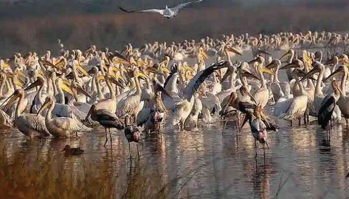 ખીજડિયા પક્ષી અભ્યારણ્યમાં યાયાવર સહિત પક્ષીઓની ગણતરીનો પ્રારંભ