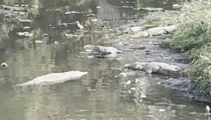 વડોદરામાં વિશ્વામિત્રી નદીમાં ટેકનિકથી મગરોની ગણતરીનો પ્રારંભ