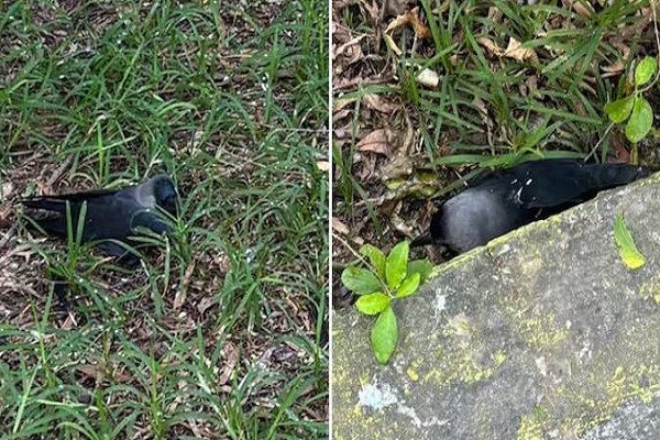 તમિલનાડુ સરકારે મોટી સંખ્યામાં કાગડાઓના મોત બાદ હાઇ એલર્ટ જાહેર કર્યું