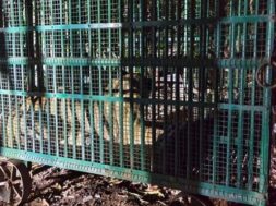 lioness is in a cage