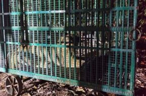 lioness is in a cage