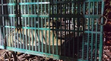 lioness is in a cage