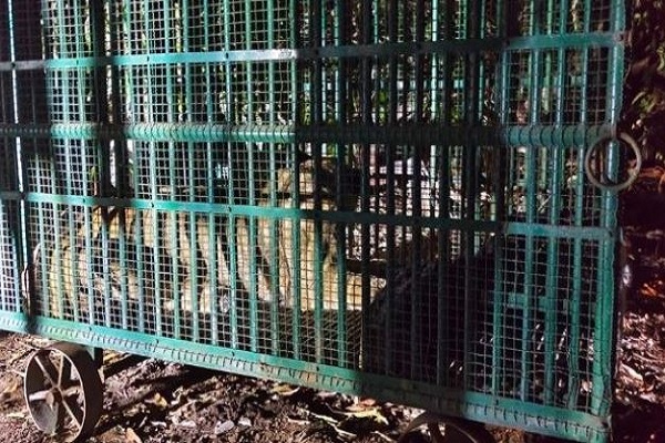 ધારી તાલુકાના ગોવિંદપુરા ગામે મહિલાનો શિકાર કર્યા બાદ સિંહણ પાંજરે પૂરાઈ