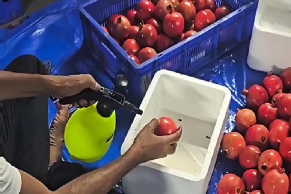 તલાળા યાર્ડ દ્વારા કેસરી કેરી બાદ હવે દાડમ અને નાળિયેરની અમેરિકામાં નિકાસ