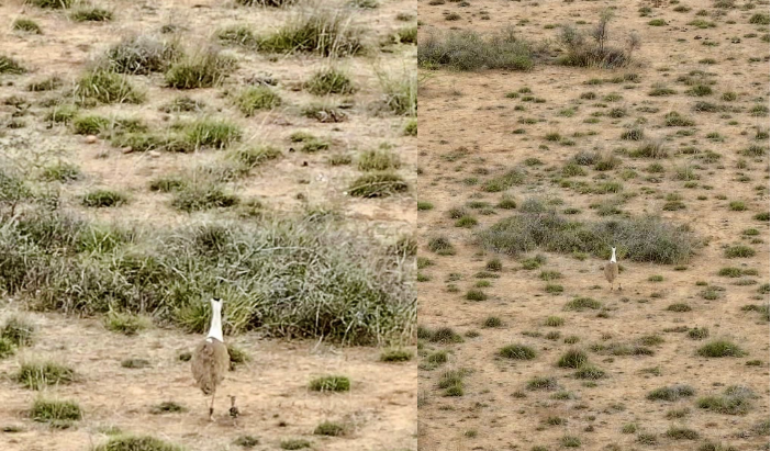 એક દાયકા પછી ગુજરાતમાં ગ્રેટ ઇન્ડિયન બસ્ટર્ડના બચ્ચાનો સફળ જન્મ