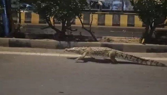 વડોદરામાં ઉર્મી બ્રિજ અને ગોકૂલ ડૂપ્લેક્સ પાસે 10 ફુટના બે મગરોનું રેસ્ક્યુ કરાયું