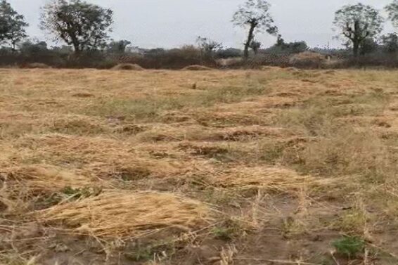 FARM, Crop damage due to rain