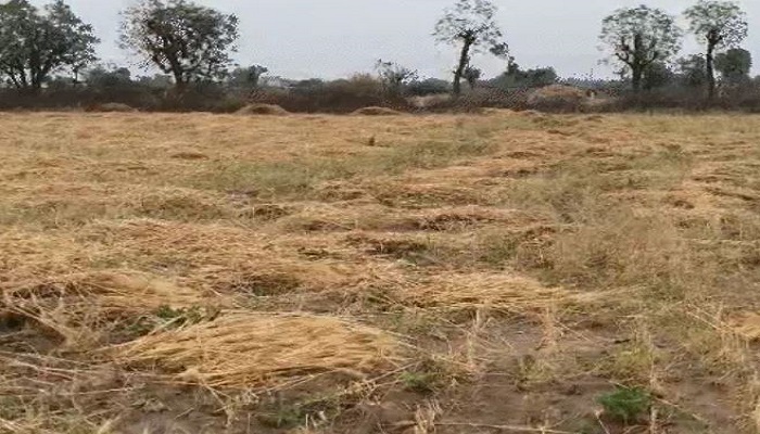 ગુજરાતના અનેક વિસ્તારમાં વાવાઝોડા અને માવઠાને લીધે કૃષિપાકનો સોથ વળી ગયો