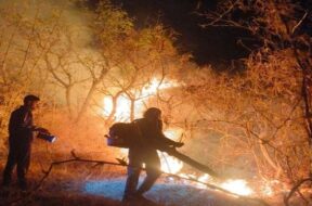 Fire, Nasawadi forest