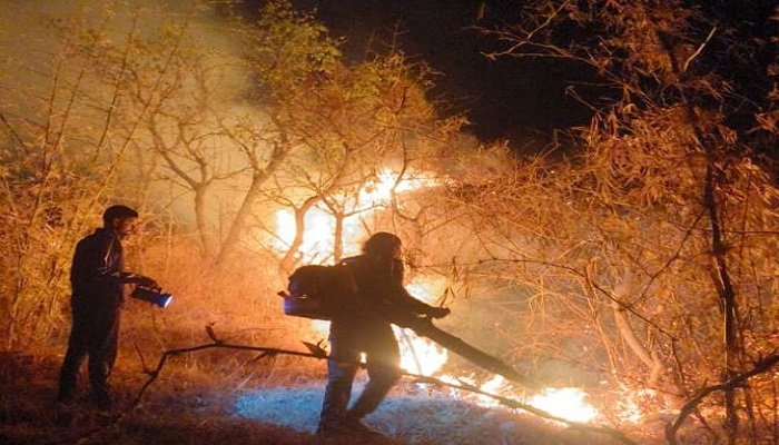 નસવાડીના ડુંગરાળ જંગલમાં લાગેલી ભીષણ આગ પર ભારે જહેમત બાદ કાબુ મેળવાયો