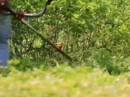 Gir forest, wide vegetation removed