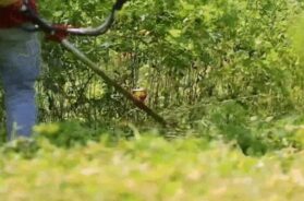 Gir forest, wide vegetation removed