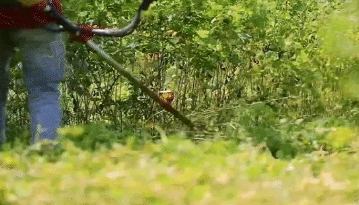 ગીરના જંગલમાં 400 હેકટરમાં કૂવાડિયા નામની વનસ્પતિને દૂર કરીને કૂદરતી ઘાસ ઉગાડાયું