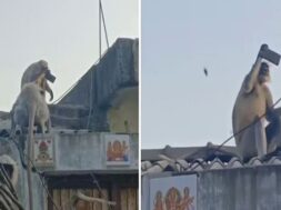 Monkey, mobile selfie