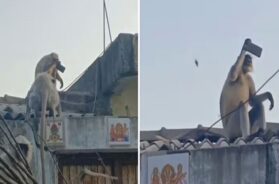 Monkey, mobile selfie