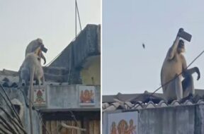 Monkey, mobile selfie