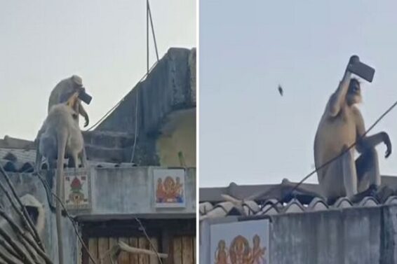 Monkey, mobile selfie