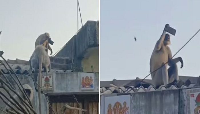 મોબાઈલ ફોન ઝૂંટવીને કપિરાજ છાપરા પર ચડીને સેલ્ફી લેતા વાનરને જોવા લોકો ટોળે વળ્યાં