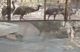 Sayaji Bag Zoo, Baroda