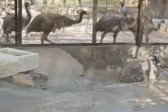 Sayaji Bag Zoo, Baroda